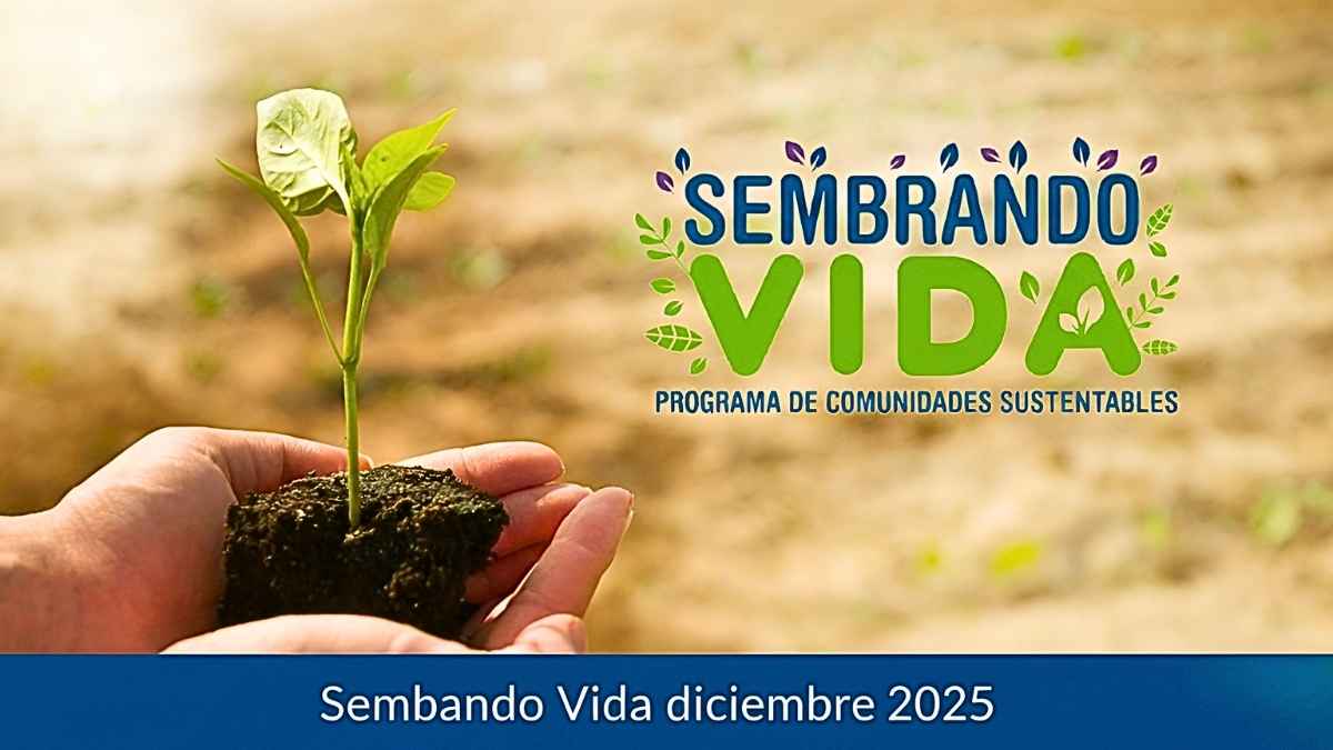 Sembrando Vida diciembre 2025: productores reciben $6,000, pasos de inscripción y calendario oficial
