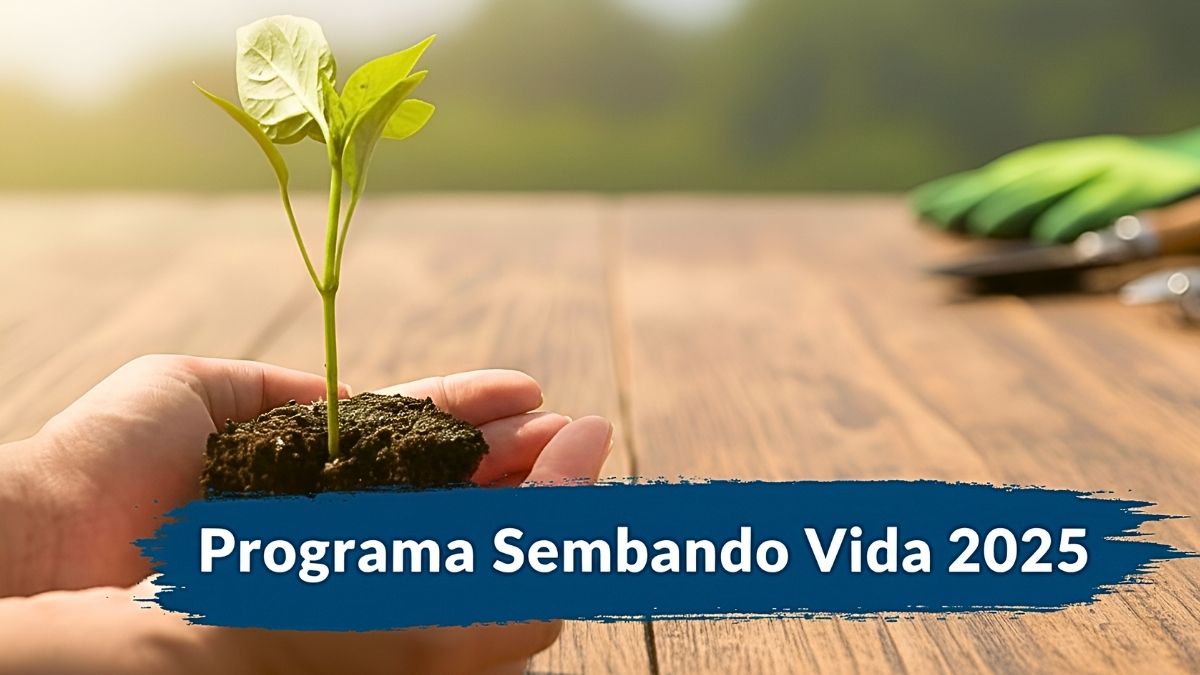 Programa Sembrando Vida 2025: cuánto reciben los beneficiarios, quién aplica y cuándo se paga